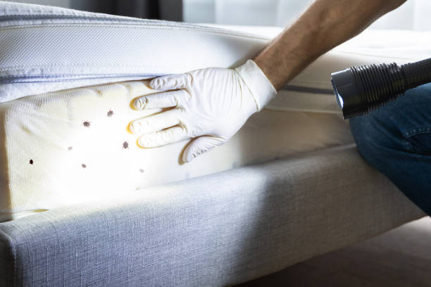 Best Local Pest Control Services  in Cle Elum, WA